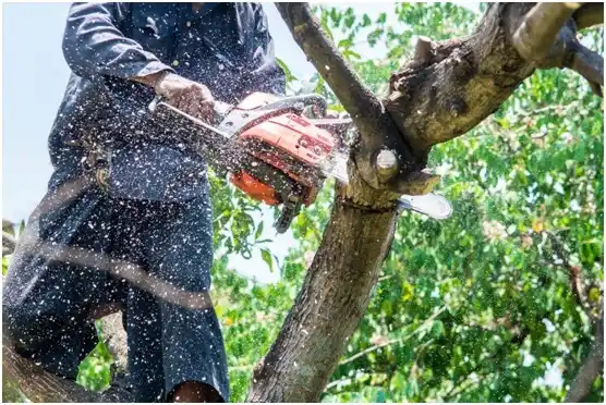 tree services Mullins